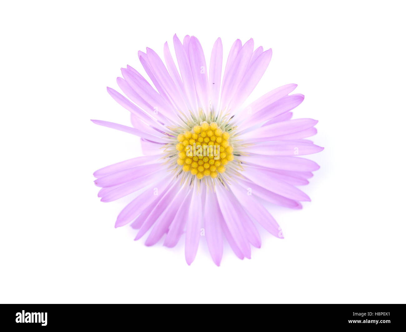 Fiori viola anni degli astri su sfondo bianco Foto Stock