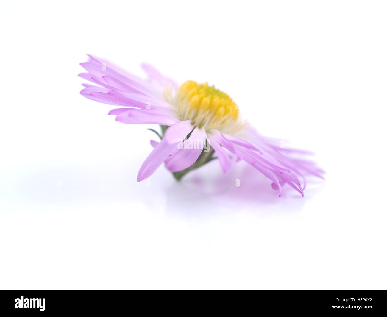 Fiori viola anni degli astri su sfondo bianco Foto Stock