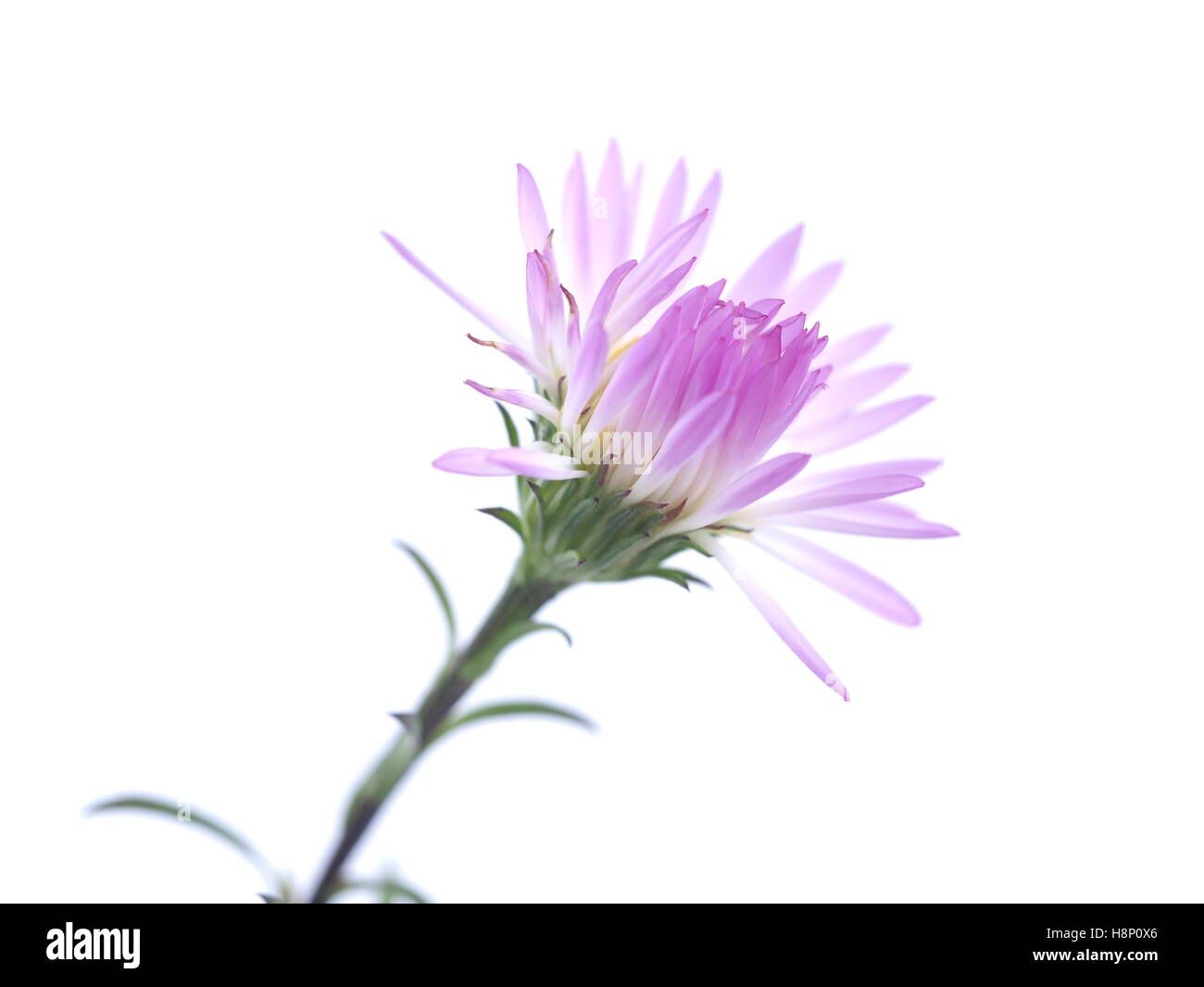 Fiori viola anni degli astri su sfondo bianco Foto Stock