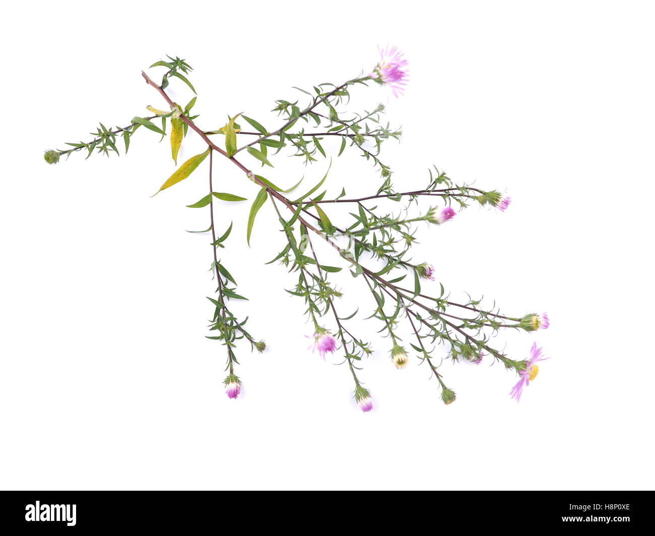 Fiori viola anni degli astri su sfondo bianco Foto Stock