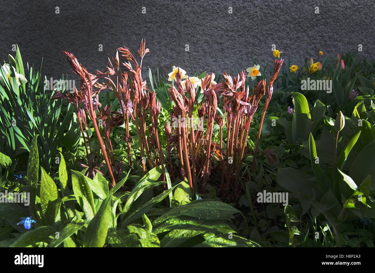 La molla aiuola con peonie in erba, narcisses, Scilla, Svezia in Aprile. Foto Stock