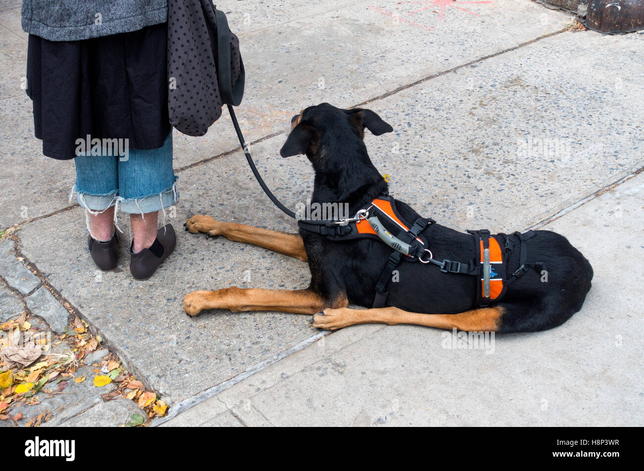 Donna con un cane al piombo. Il cane sta indossando un supporto cablaggio. Foto Stock