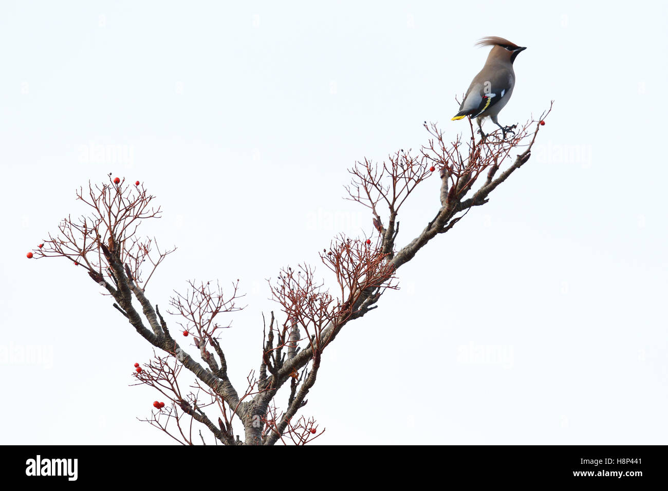 Wild Bohemian Waxwing (Bombycilla garrulus) in berry bush. Immagine presa in Angus, Scotland, Regno Unito. Foto Stock