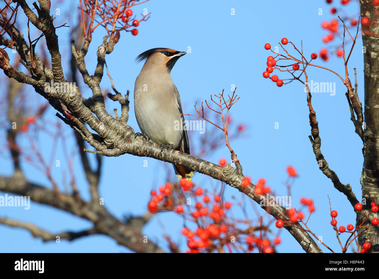 Wild Bohemian Waxwing (Bombycilla garrulus) in berry bush. Immagine presa in Angus, Scotland, Regno Unito. Foto Stock