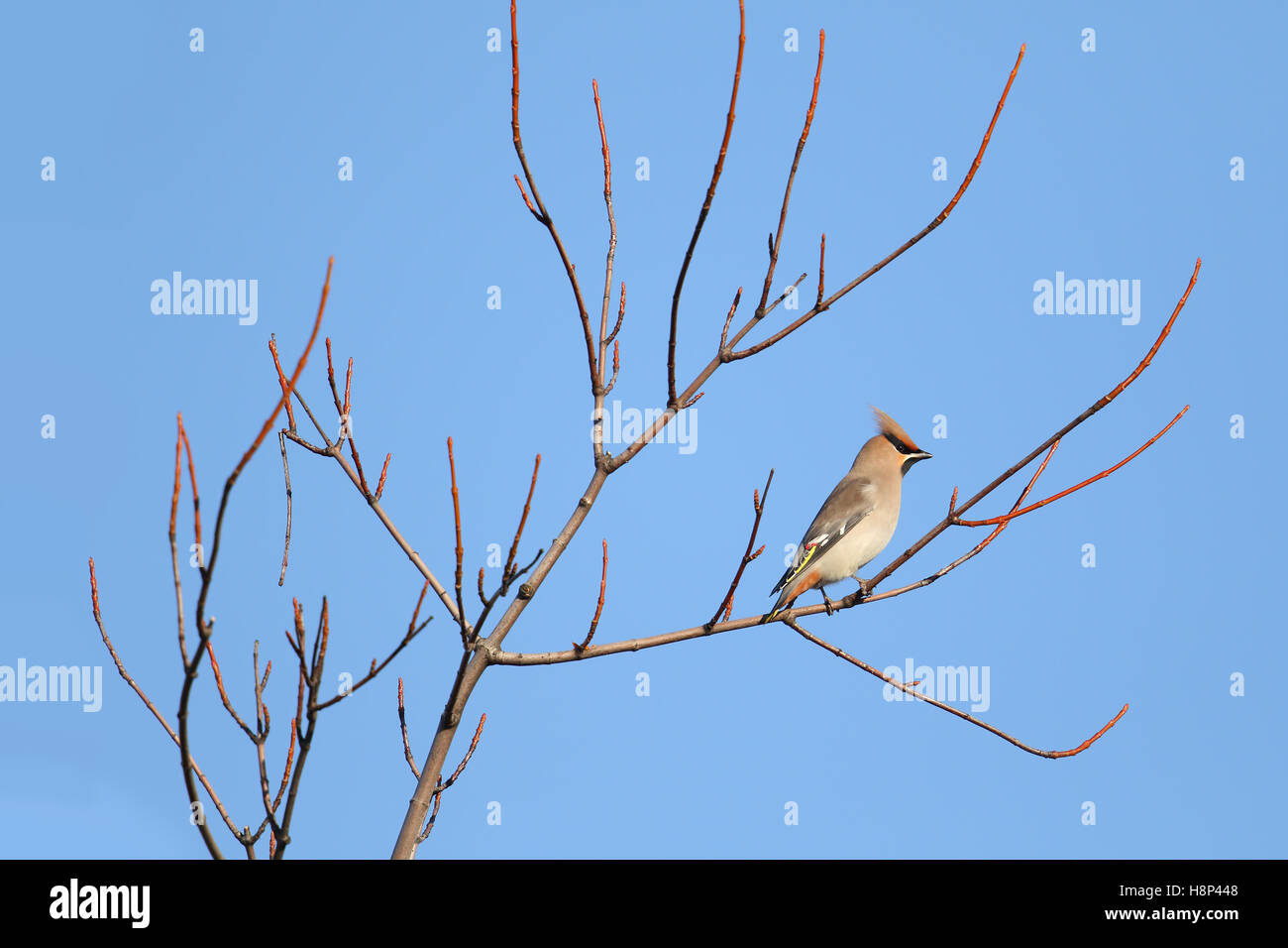 Wild Bohemian Waxwing (Bombycilla garrulus) in berry bush. Immagine presa in Angus, Scotland, Regno Unito. Foto Stock