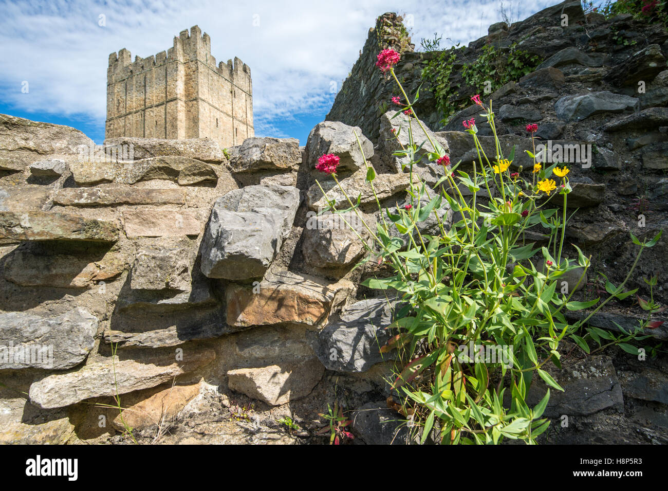 Regno Unito, Inghilterra, Yorkshire, Richmond - fiori selvatici che crescono delle rovine del castello di Richmond, uno del North Yorkshire più po Foto Stock