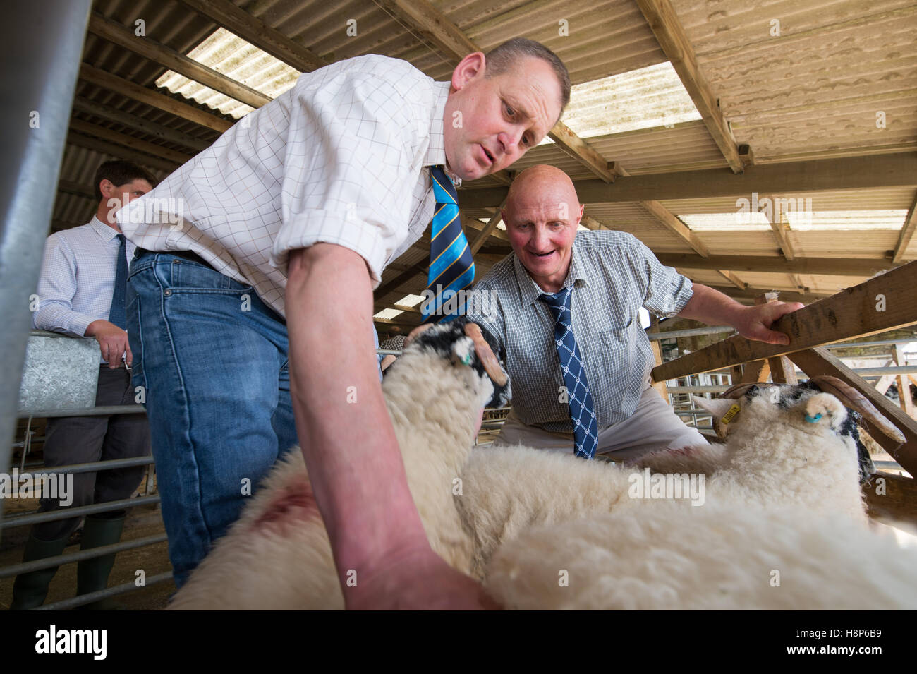 Nel Regno Unito, in Inghilterra , Yorkshire - Hawes asta di bestiame a giudicare gli ovini Foto Stock