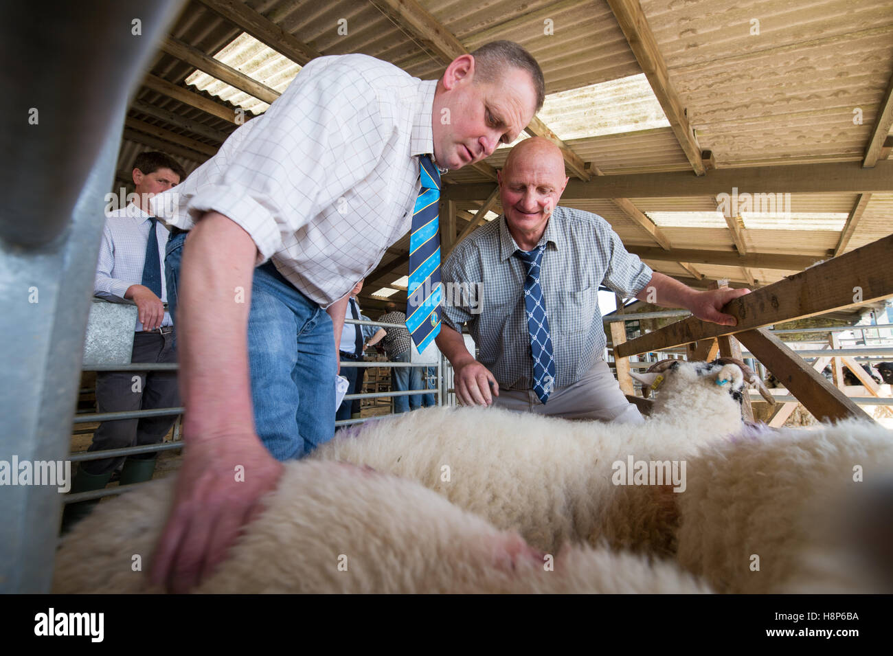 Nel Regno Unito, in Inghilterra , Yorkshire - Hawes Auctionjudging Bestiame Ovini Foto Stock