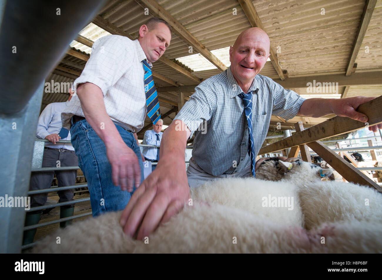 Nel Regno Unito, in Inghilterra , Yorkshire - Hawes asta di bestiame a giudicare gli ovini Foto Stock