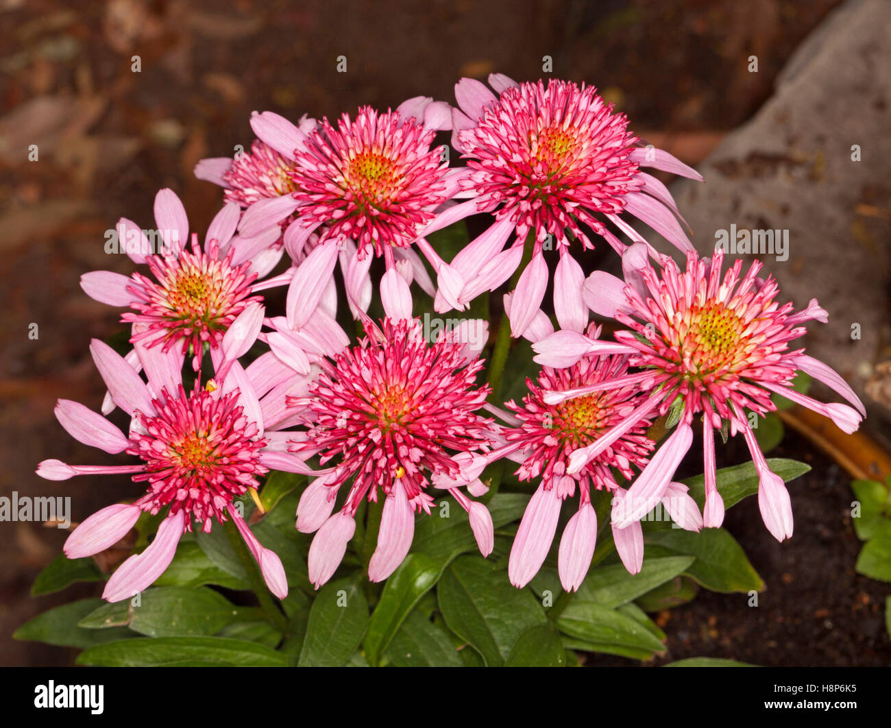Cluster di stordimento vividi fiori rosa e foglie verdi di coneflower Echinacea Scoop doppia 'Bubble Gum' sul marrone scuro dello sfondo Foto Stock