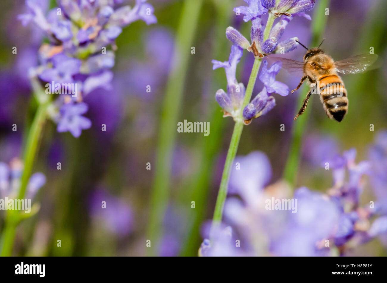 Il miele delle api visitando i fiori di lavanda e raccogliendo il polline close up impollinazione Foto Stock
