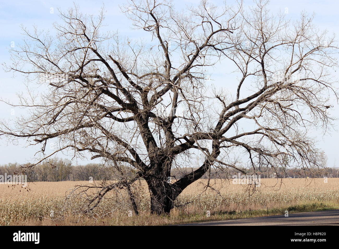 Il vecchio albero di decadimento in un campo Foto Stock
