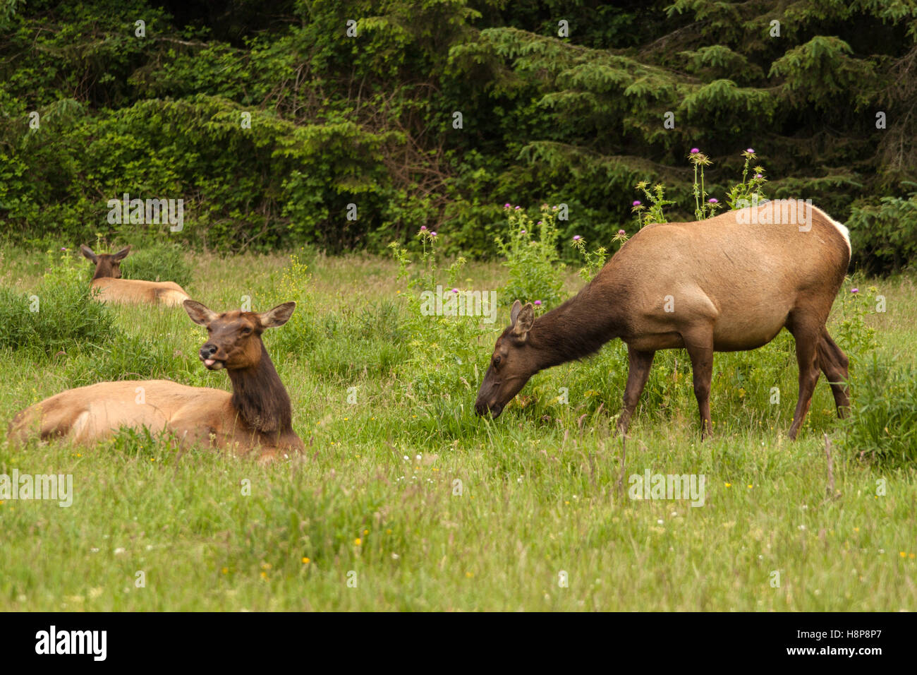 Roosevelt elk in appoggio e il pascolo in California Redwood State Park in primavera Foto Stock