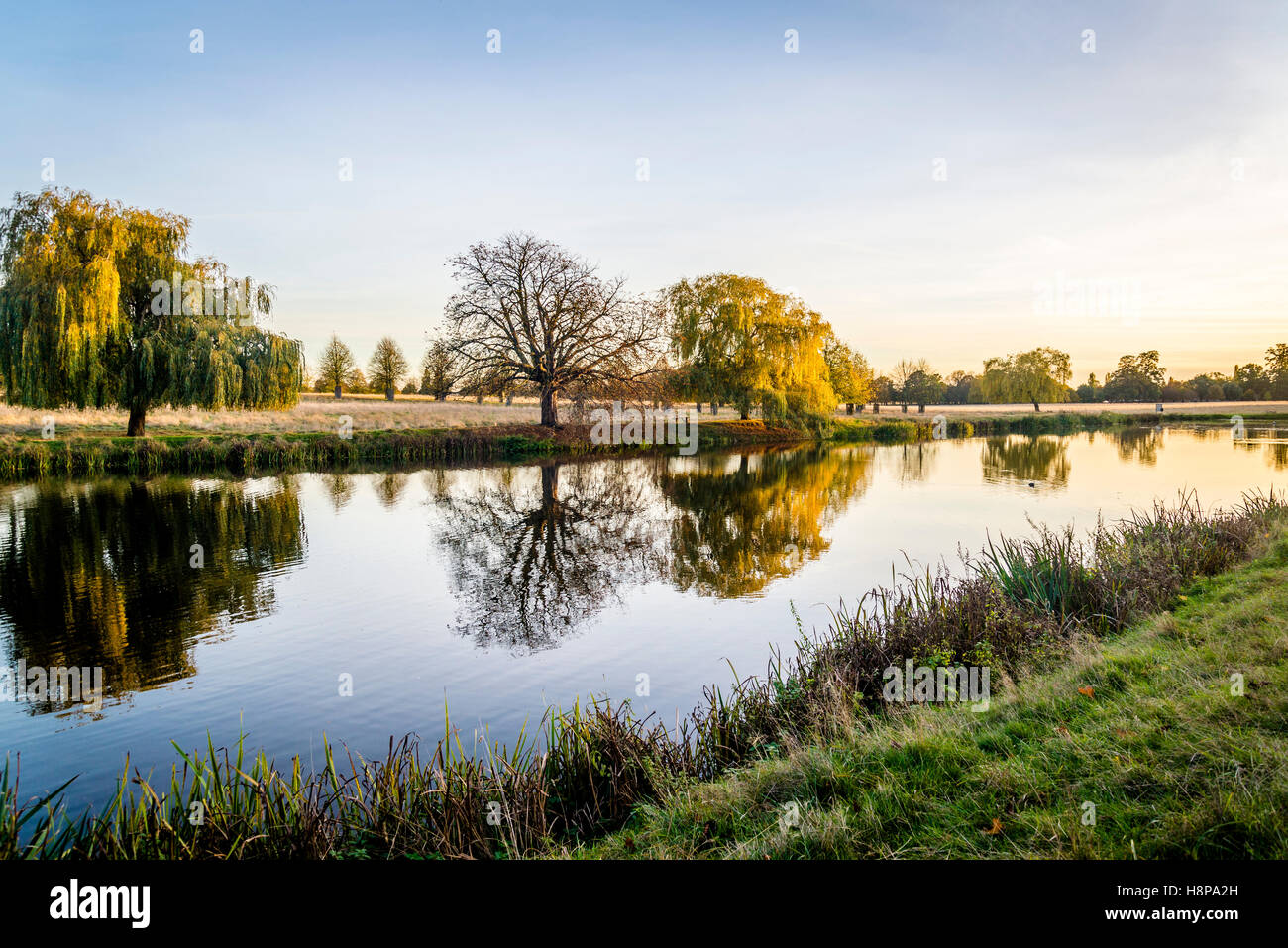 Salice piangente Albero in autunno a Hampton Wick stagno in Home Park Surrey, Inghilterra, Regno Unito Foto Stock