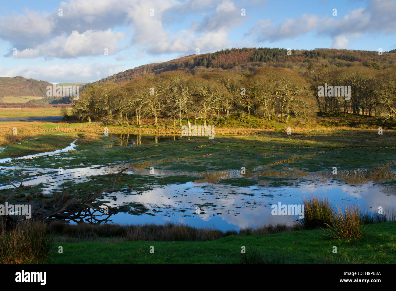 Habitat. La palude di acqua dolce e bosco. RSPB Ynys Hir riserva. Ceredigion, Galles. Gennaio. Foto Stock