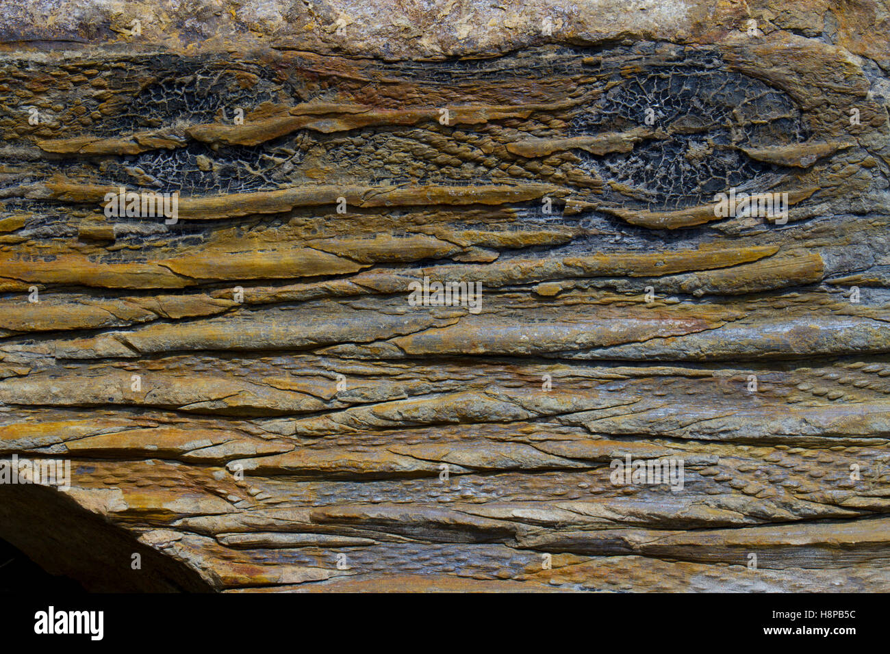 Calamites fossili (Giant equiseto) in ghisa interna dello stelo che mostra il ramo cicatrici. Byrmbo foresta fossile, Wrexham, Galles. Foto Stock