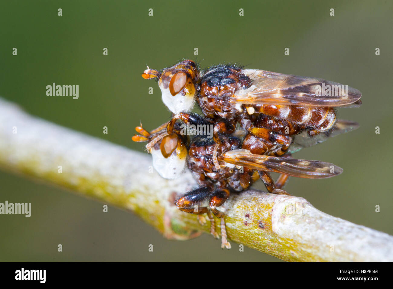 Conopid vola (Myopa sp.) adulti coniugata. Parassiti solitaria di api. Powys, Galles. Maggio. Foto Stock