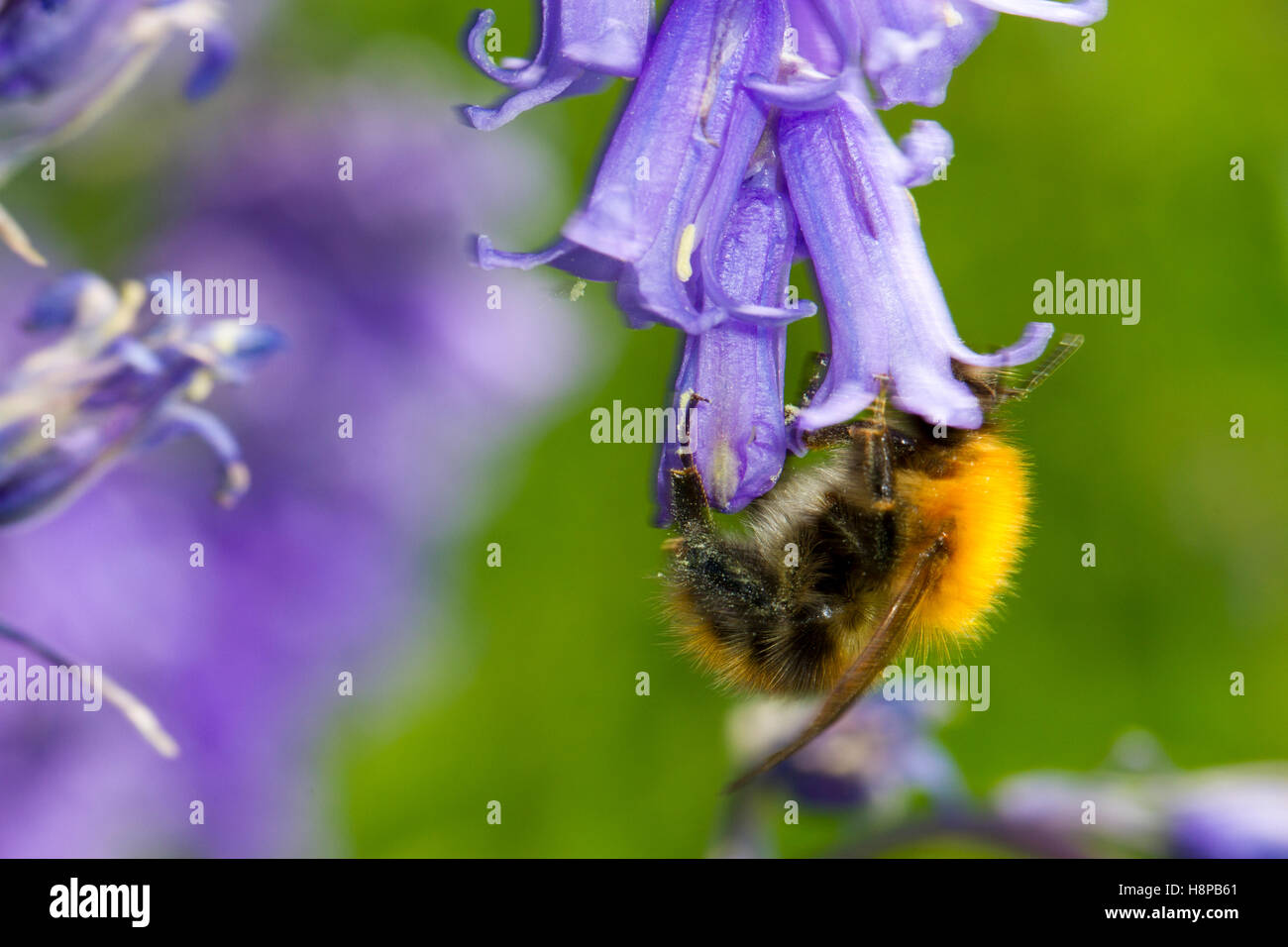 Carda comune Bumblebee (Bombus pascuorum) adulto lavoratore alimentando in una bluebell (Hyacinthoides non scripta) fiore. Foto Stock