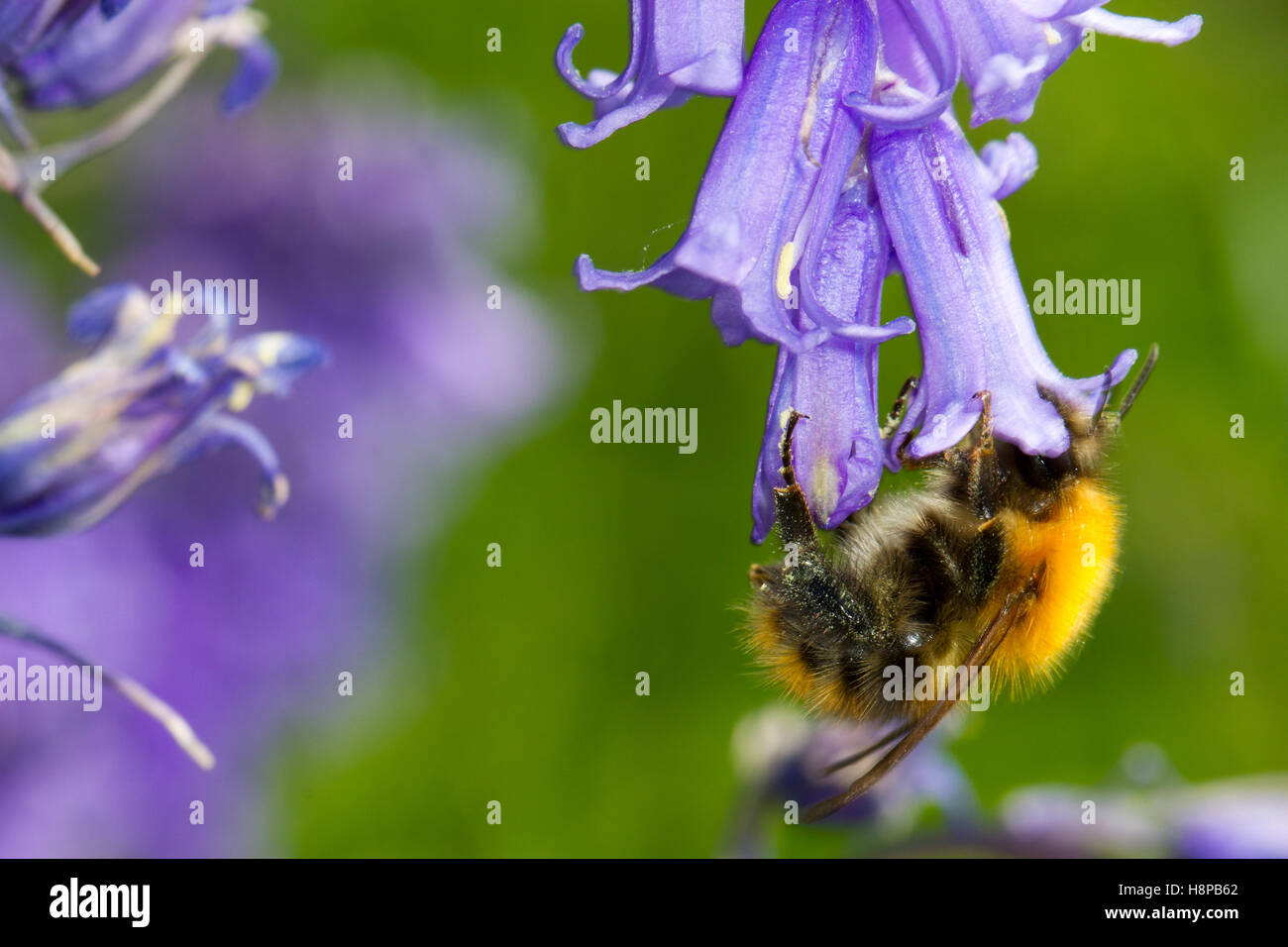 Carda comune Bumblebee (Bombus pascuorum) adulto lavoratore alimentando in una bluebell (Hyacinthoides non scripta) fiore. Foto Stock