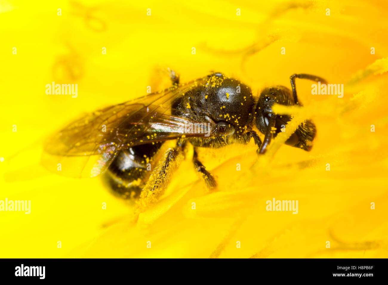 La fluidità di fronte solco-bee (Lasioglossum fratellum) femmina adulta alimentazione in un tarassaco (Taraxacum sp.) fiore. Powys, Galles. Maggio. Foto Stock