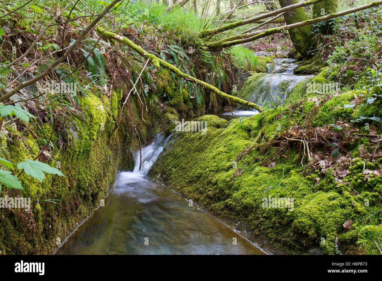 Muschi e felci accanto a una cascata di flusso che scorre attraverso il bosco, POWYS, GALLES. Maggio. Foto Stock