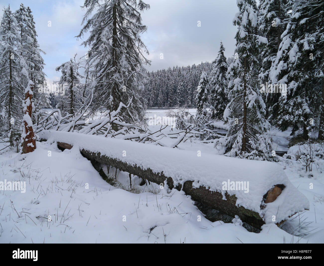 Grosser Arbersee in inverno Foto Stock