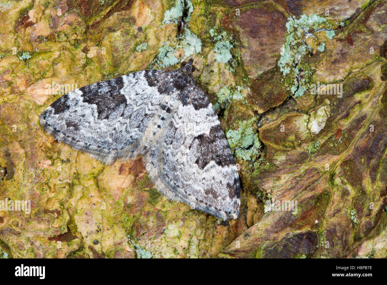 Giardino moquette (Xanthorhoe fluctuata) falena adulta in appoggio sulla corteccia di albero. Powys, Galles. Maggio. Foto Stock