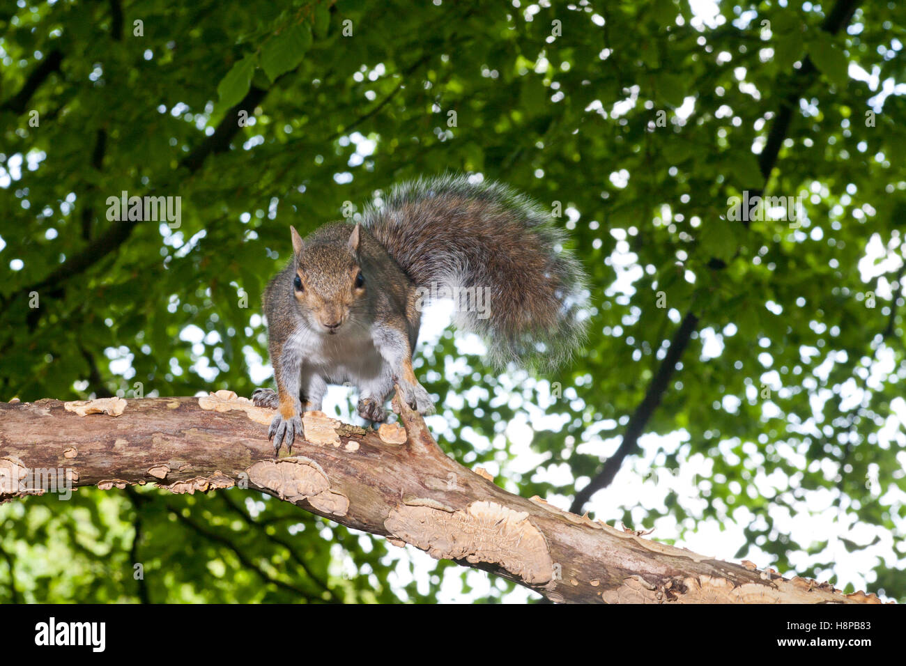 Grigio orientale scoiattolo (Sciurus carolinensis) specie introdotte, adultin faggeta. Powys, Galles. Maggio nella faggeta. Foto Stock