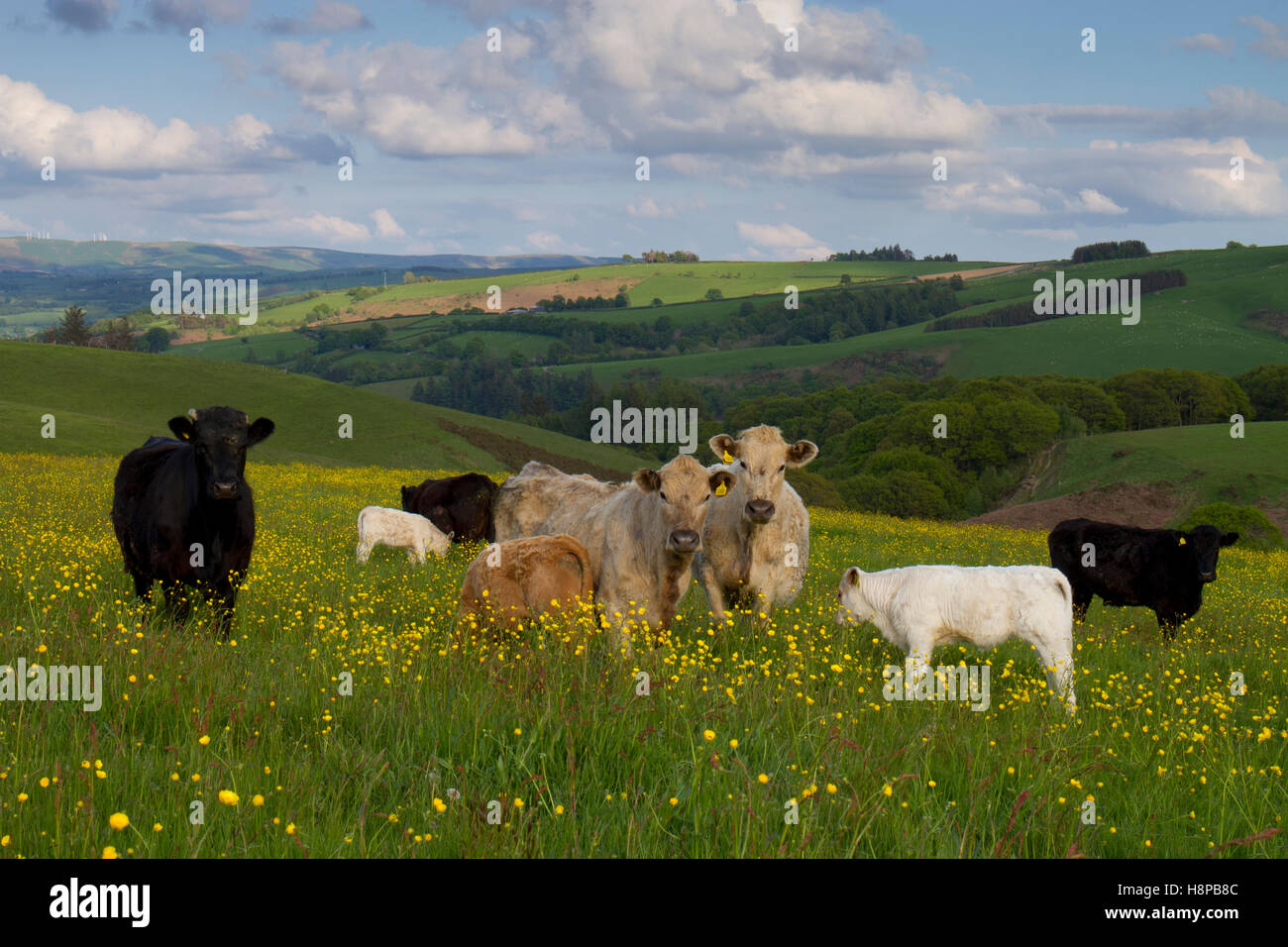 Vacche e vitelli il pascolo in un prato su di una azienda agricola biologica. Powys, Galles. Maggio. Foto Stock