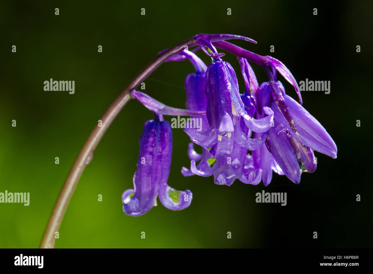 (Bluebell Hyacinthoides non scripta) fioritura. Powys, Galles. Maggio. Foto Stock