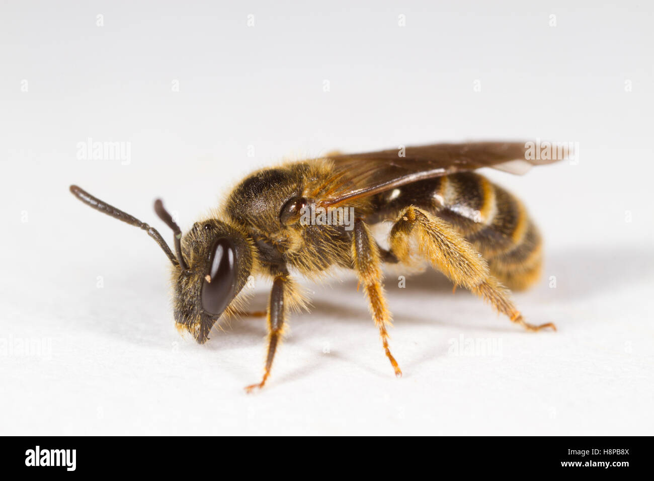 Fiorì solco-bee (Lasioglossum albipes) adulto femle su uno sfondo bianco. Powys, Galles. Maggio. Foto Stock