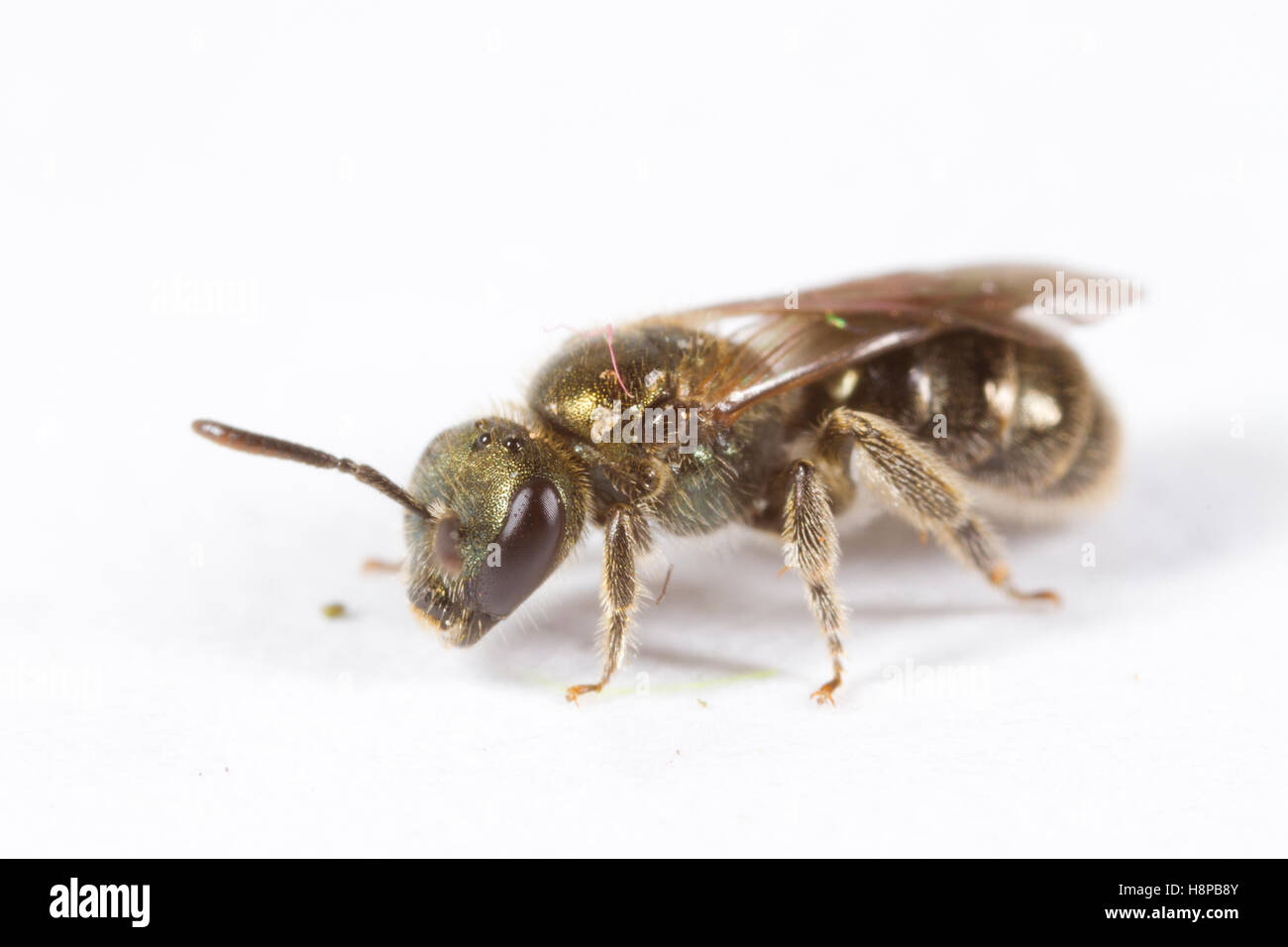 Verde comune solco-bee (Lasioglossum morio) femmina adulta su uno sfondo bianco. Powys, Galles. Maggio. Foto Stock