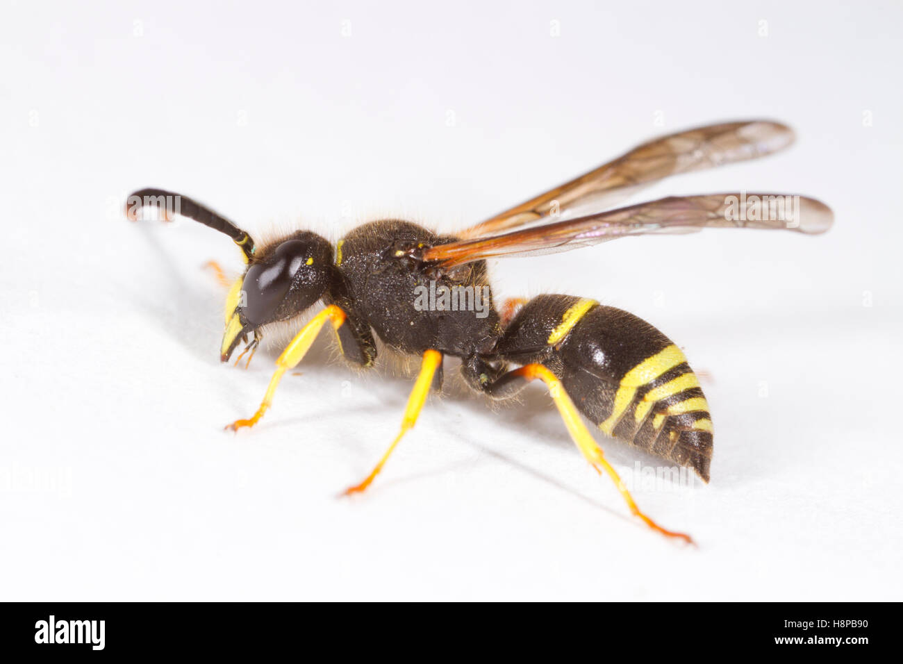 Parete Mason-wasp (Ancistrocerus parietinus) maschio adulto su uno sfondo bianco. Powys, Galles. Maggio. Foto Stock