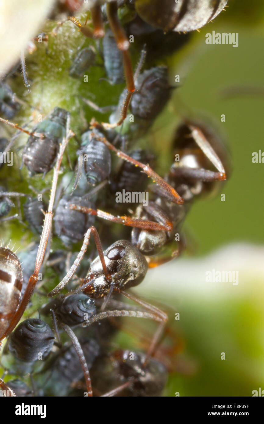 Formica lemani lavoratori adulti tendendo afidi. Powys, Galles. Giugno. Foto Stock