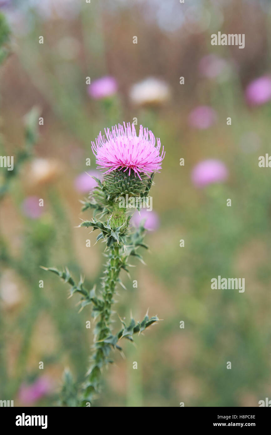 Thistle close-up, piante medicinali Foto Stock