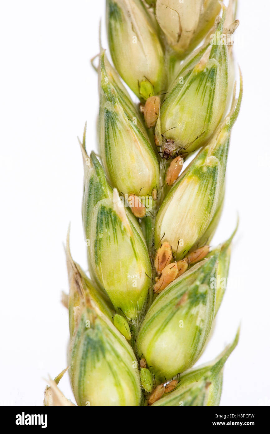 Afidi su un orecchio acerbo di mais Foto Stock