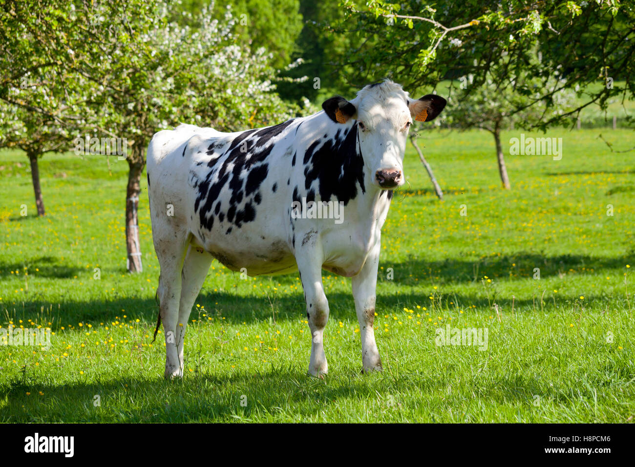 Mucca di Norman Foto Stock