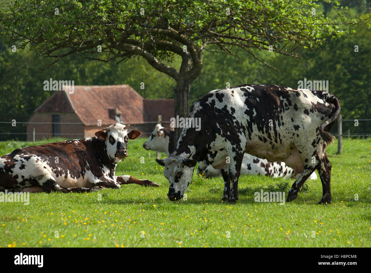 Mucca di Norman Foto Stock