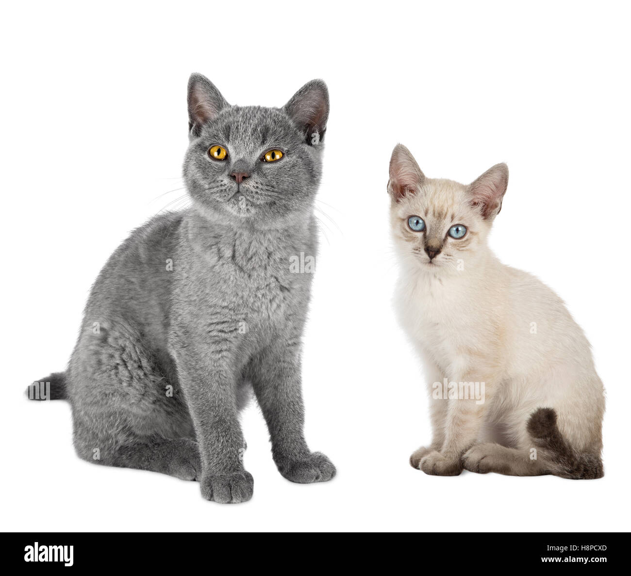 Due simpatici gattini gatti british blu capelli corti e thai siam seduti insieme isolato su sfondo bianco Foto Stock