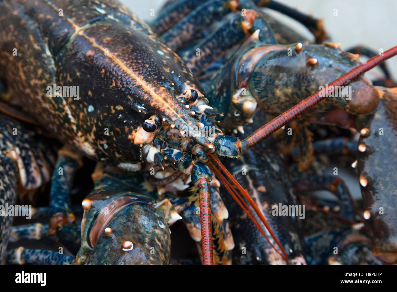 Le aragoste fresche appena catturato Foto Stock