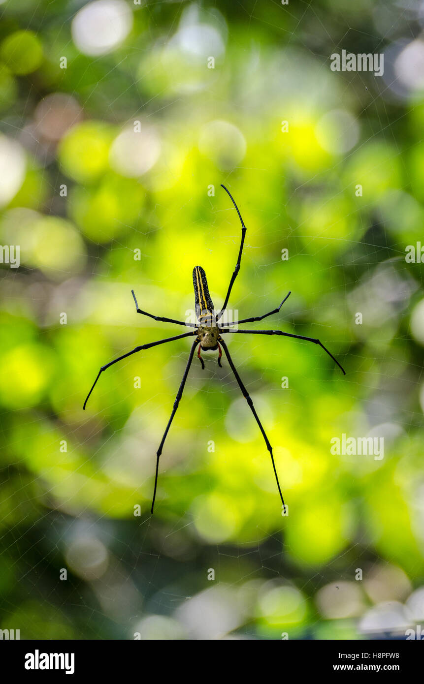 Il ragno gigante nel suo web in Khao Parco Nazionale della Thailandia Foto Stock