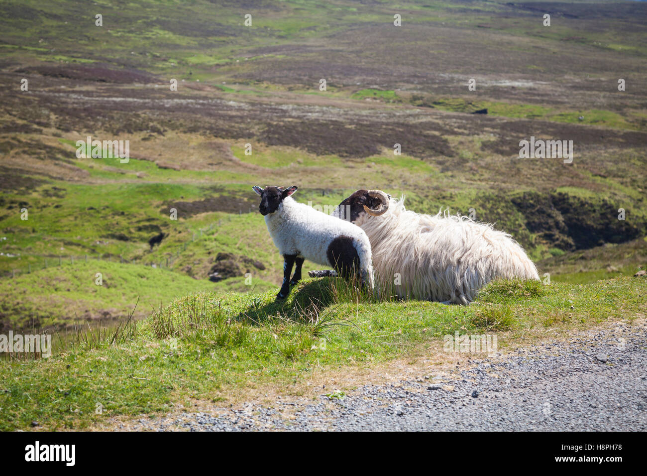 Pecore in Higlands scozzesi, Scozia Foto Stock