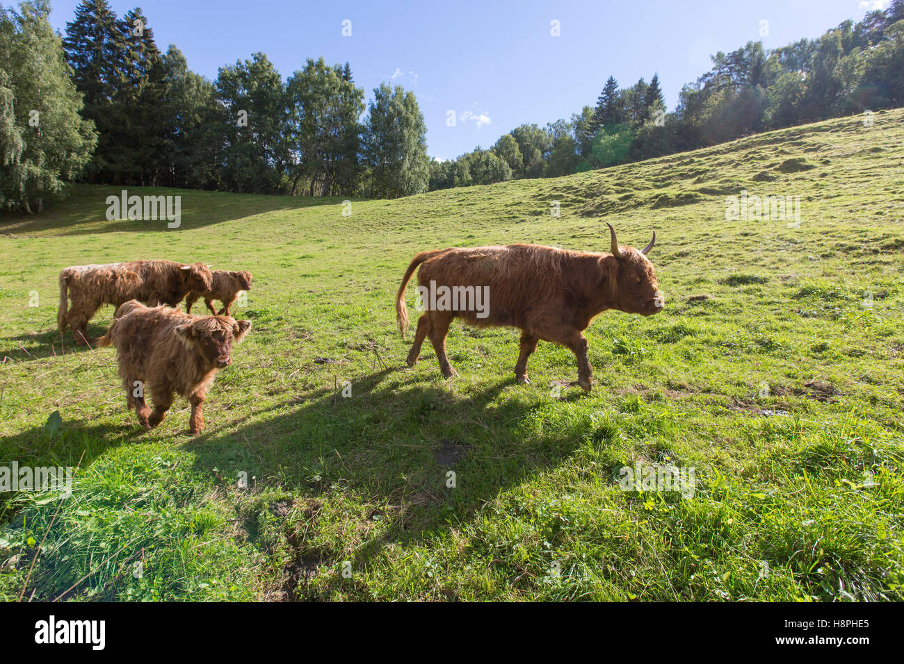 Vacche e croste in Solvorn è un borgo nel Comune di lucentezza in Sogn og Fjordane county, Norvegia Foto Stock