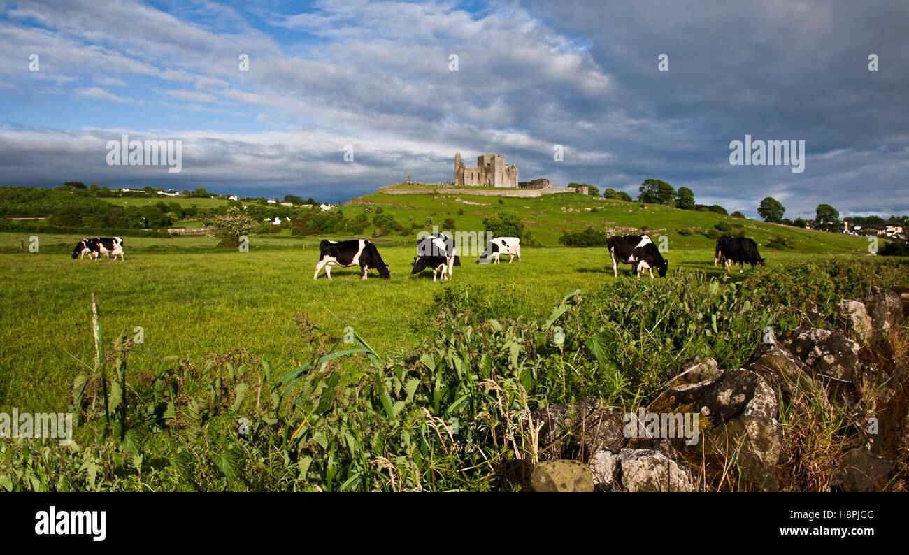 Rock of Cashel Castello con Holstein primavera vacche da latte pascolo in un campo, cielo blu, Contea Tipperary, Irlanda Campagna Europa, FS 9 MB. 300ppi Foto Stock