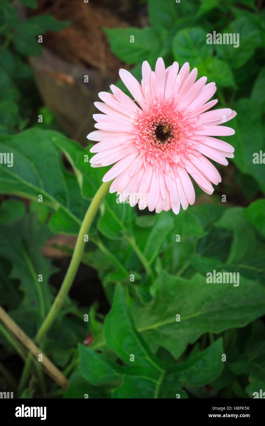 Pink gerbera fiore nel giardino. Foto Stock