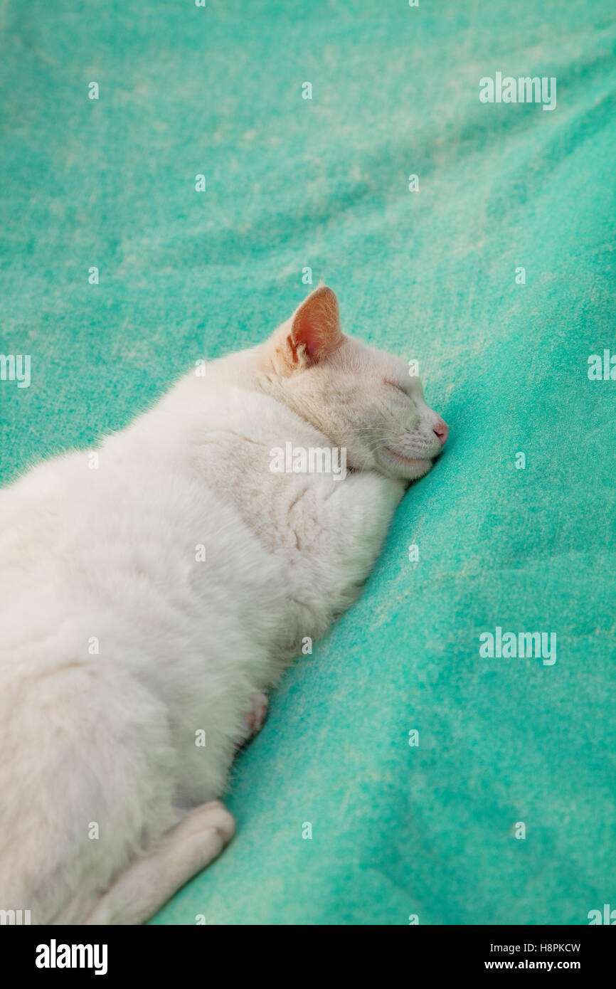Gatto Bianco è dormire su una vela verde, Hong Kong, Asia Foto Stock