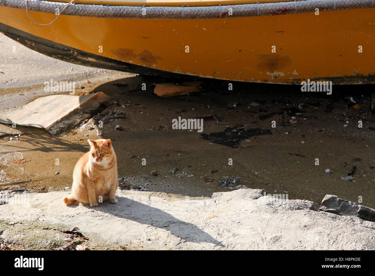 Un gatto è seduto in una inutile Bay, Hong Kong Foto Stock