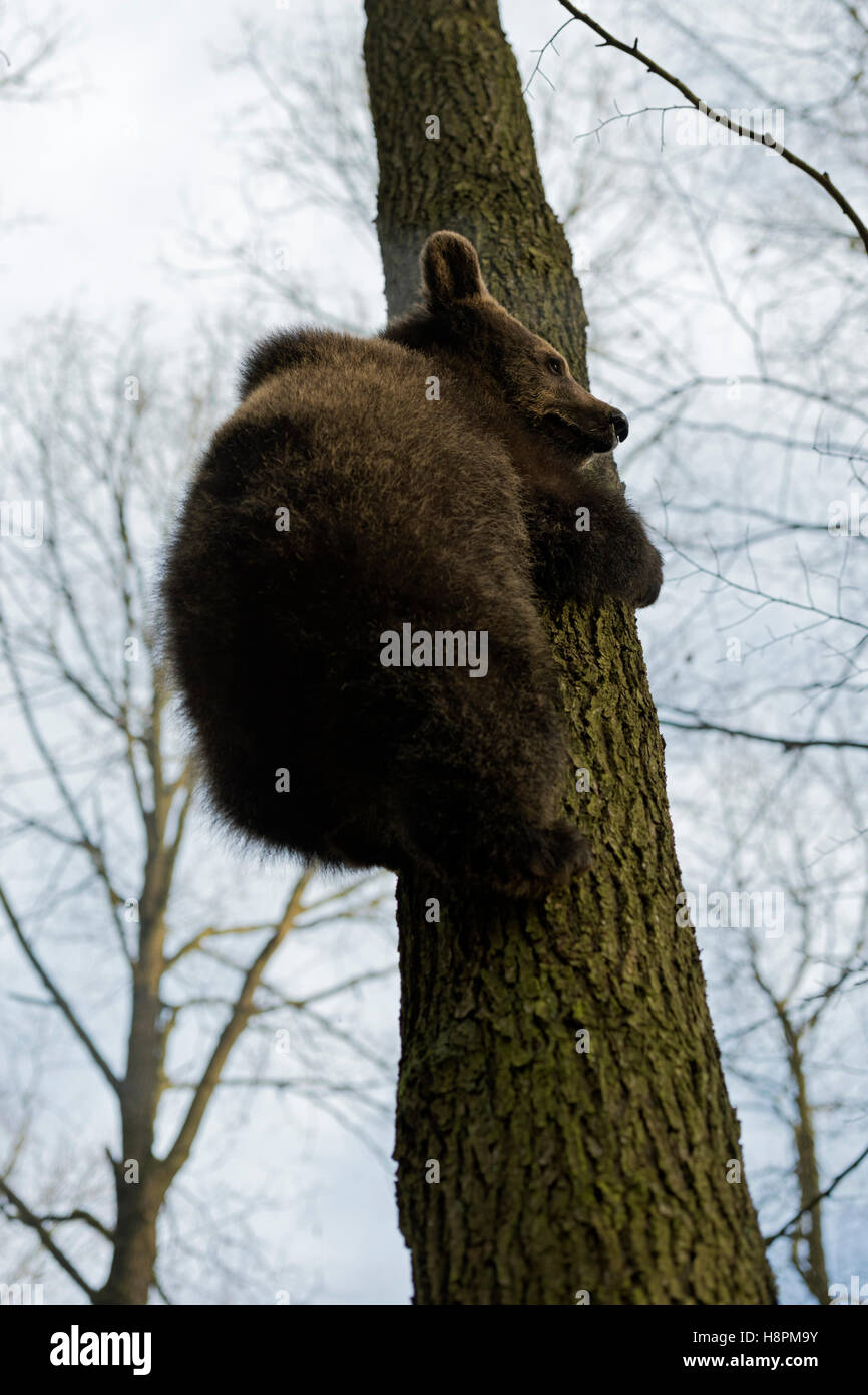 Unione orso bruno / Europaeischer Braunbaer ( Ursus arctos ) salendo su un albero, sembra ansioso, divertente punto di vista, comico. Foto Stock
