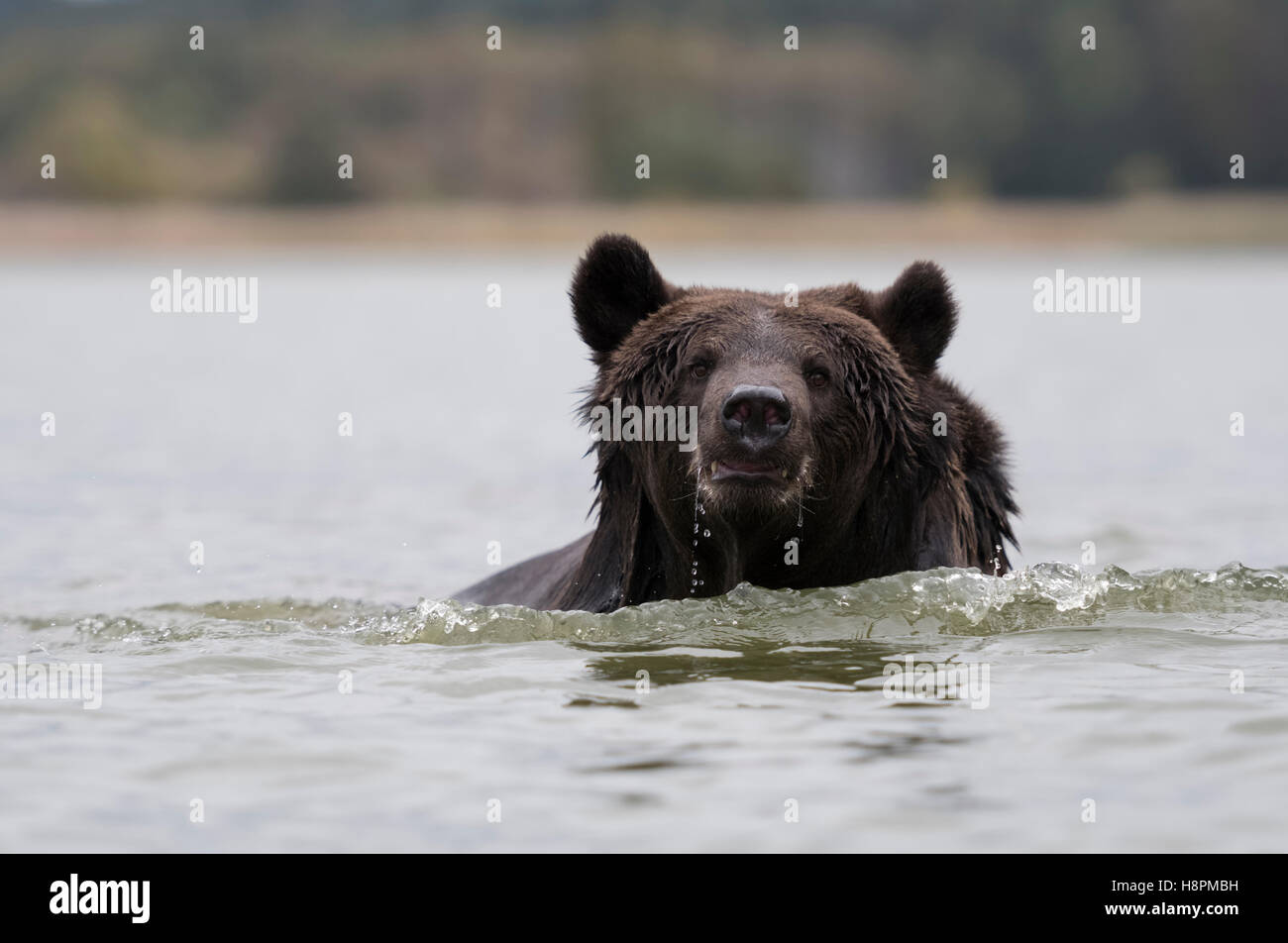 Eurasian orso bruno / Europaeischer Braunbaer ( Ursus arctos ) in esecuzione in acque profonde, si avvicina, adulto, Scatto frontale. Foto Stock
