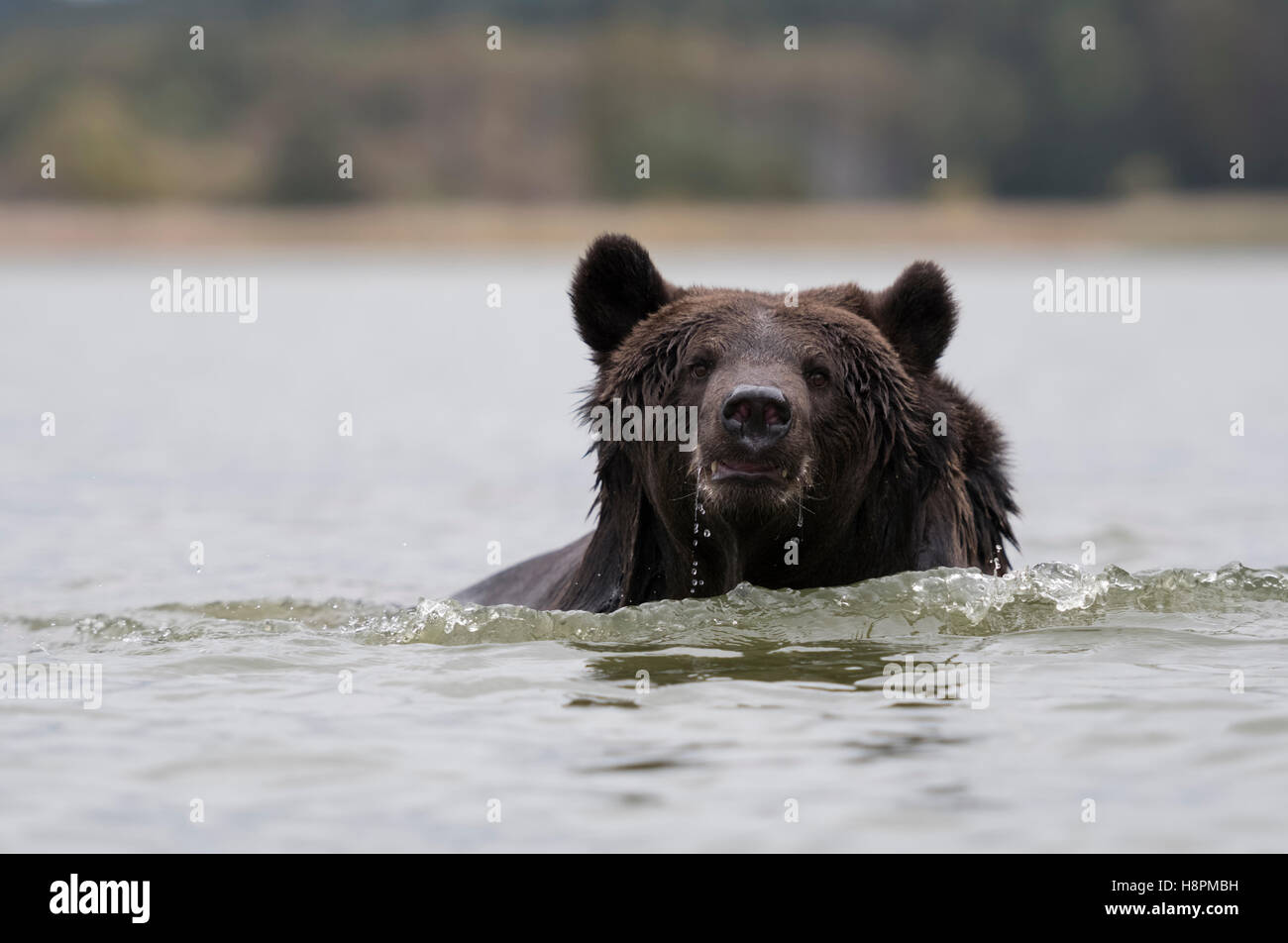 Orso bruno eurasiatico / Europaeischer Braunbaer ( Ursus arctos ) che scorre in acque profonde, si avvicina, adulto, colpo frontale, Europa. Foto Stock